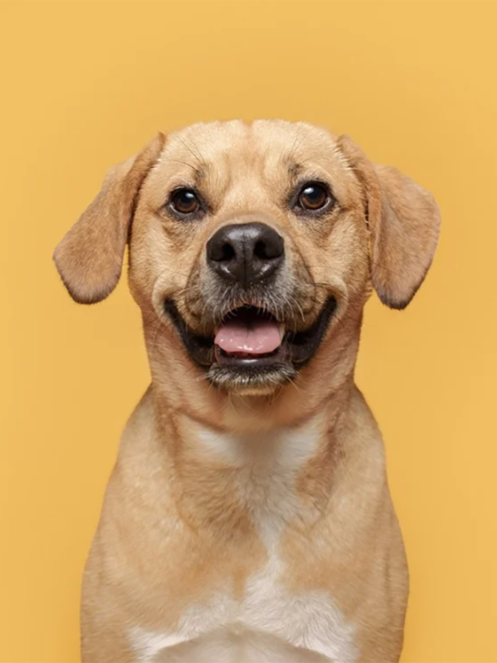 A smiling golden dog photographed in front of a yellow background